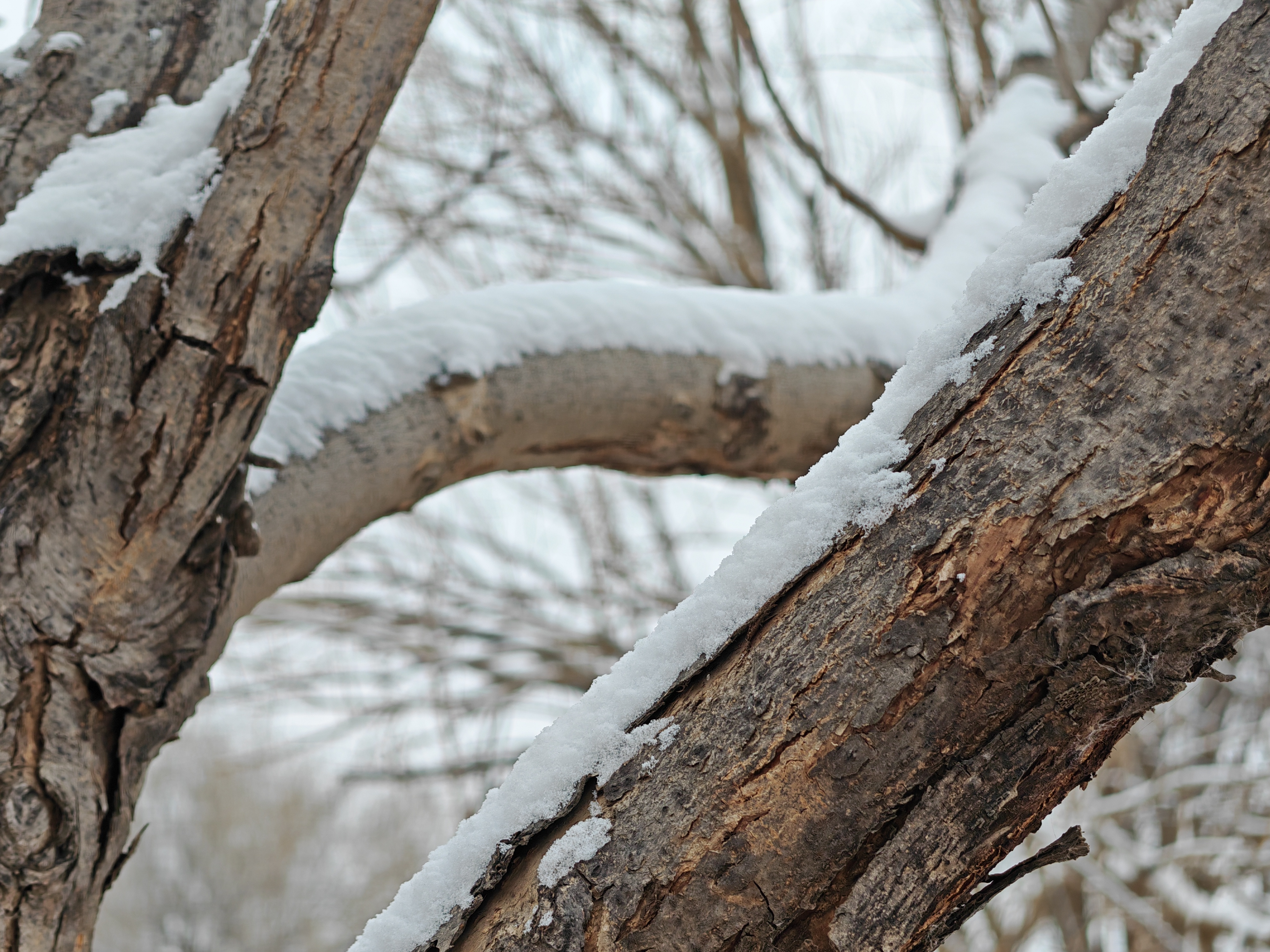 2025年第一场雪 今年的第一场雪赶在了春节前，下完雪后是真的冷啊，今天贴春联把