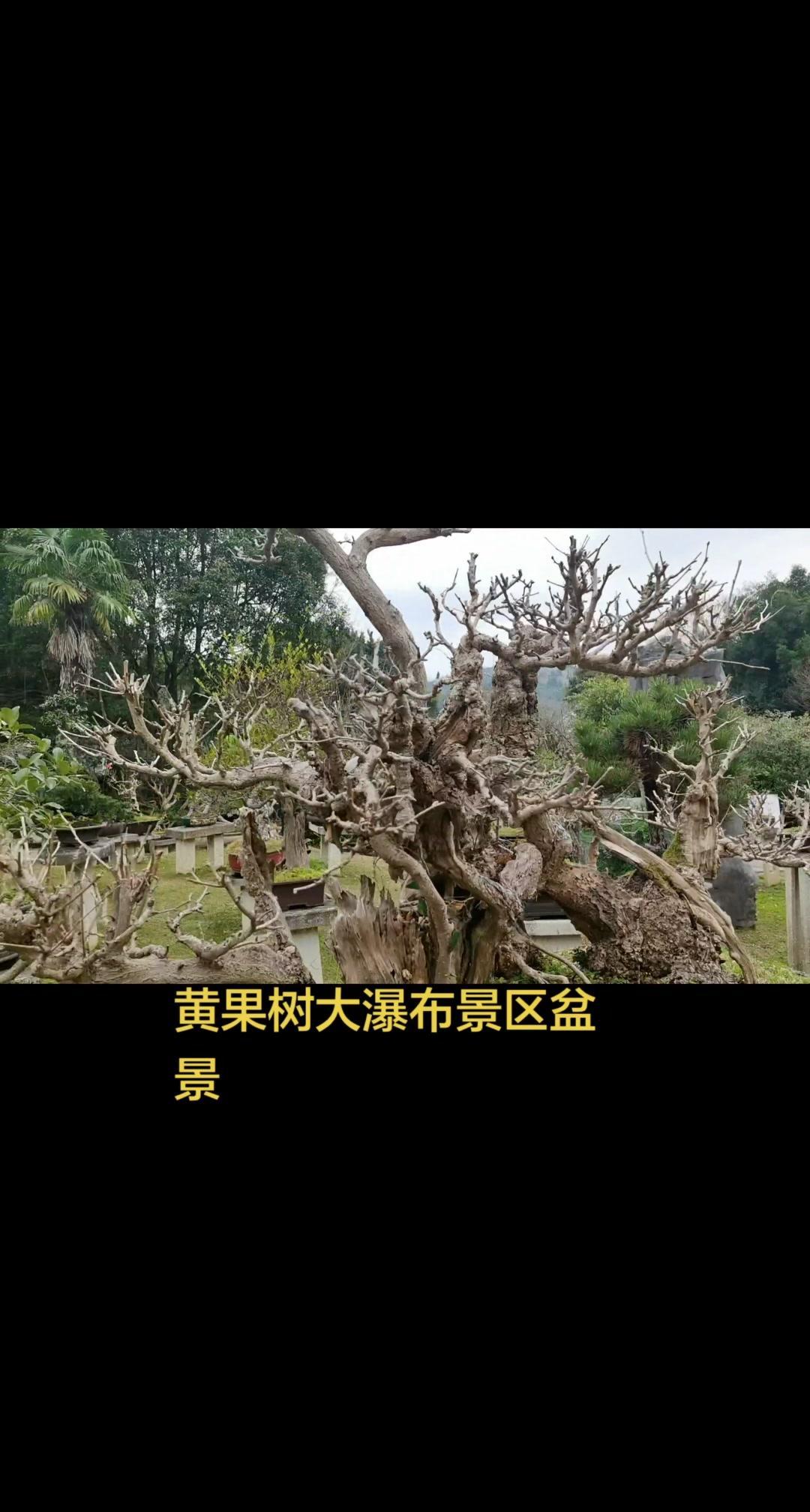 🌊黄果树瀑布有多震撼？早就听说黄果树瀑布水势浩大，今日终于亲眼见到，果然名不虚