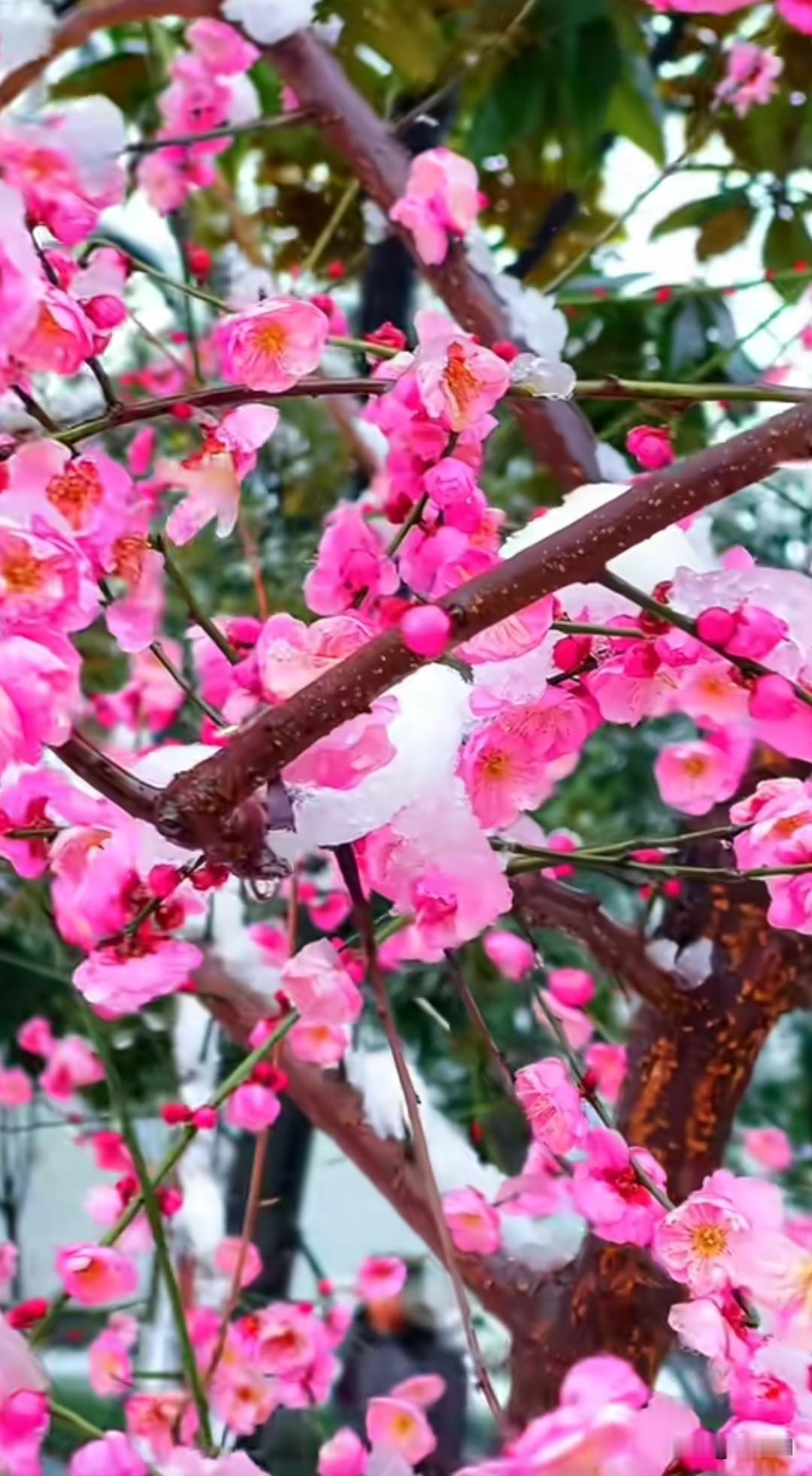 七律·醉花丛
春深千圃竞秾芳，
载酒闲行趁昼长。
蝶绕衣边沾粉屑，
风牵杯底落英