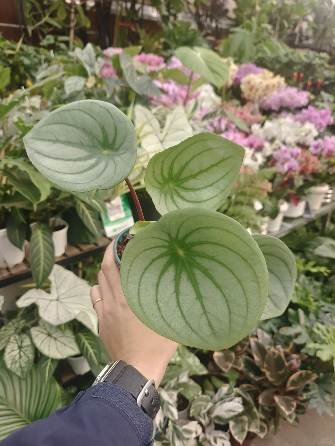 麒麟瓜椒草🧡治愈者盆栽🧡乌鲁木齐绿植