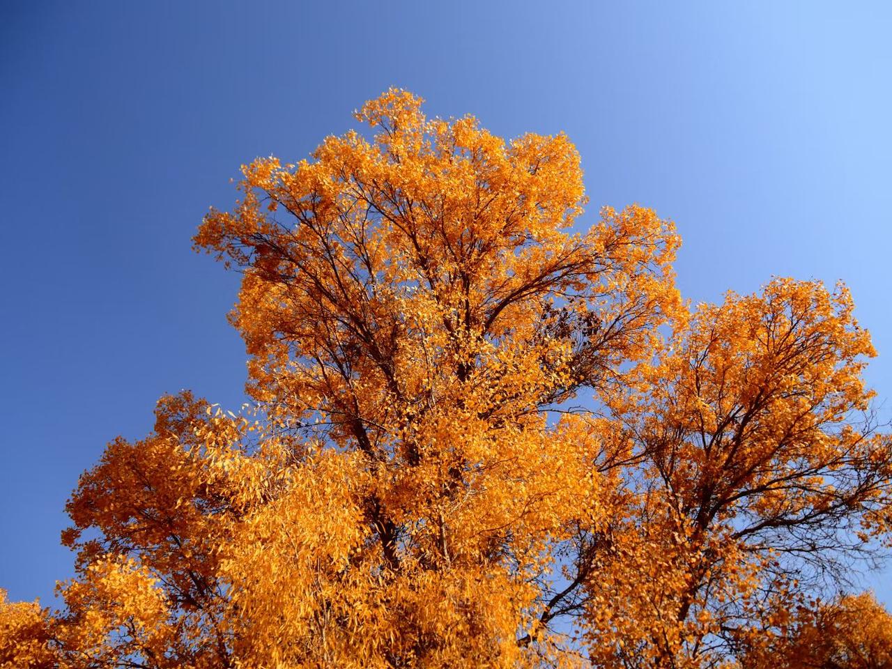 可以分享一张秋景的树叶的照片吗？秋季的胡杨林是秋季最好的美丽代言