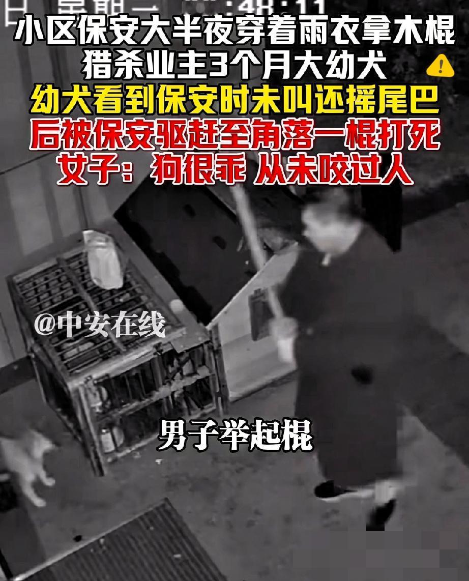 气到发抖！
杭州这保安一棍子打死的不只是小狗，更是社区该有的温度和底线！
 
凌