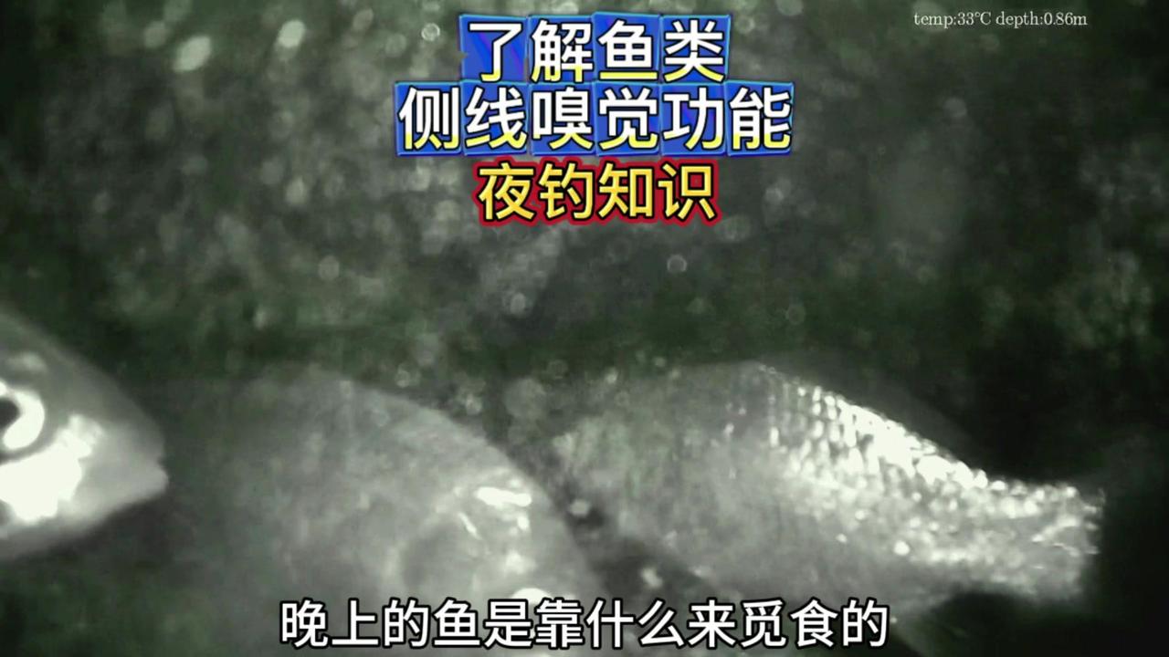 🎣鱼类晚上如何觅食？✨了解鱼类侧线和嗅觉功能作用，助你夜钓鱼获满满。

1️⃣
