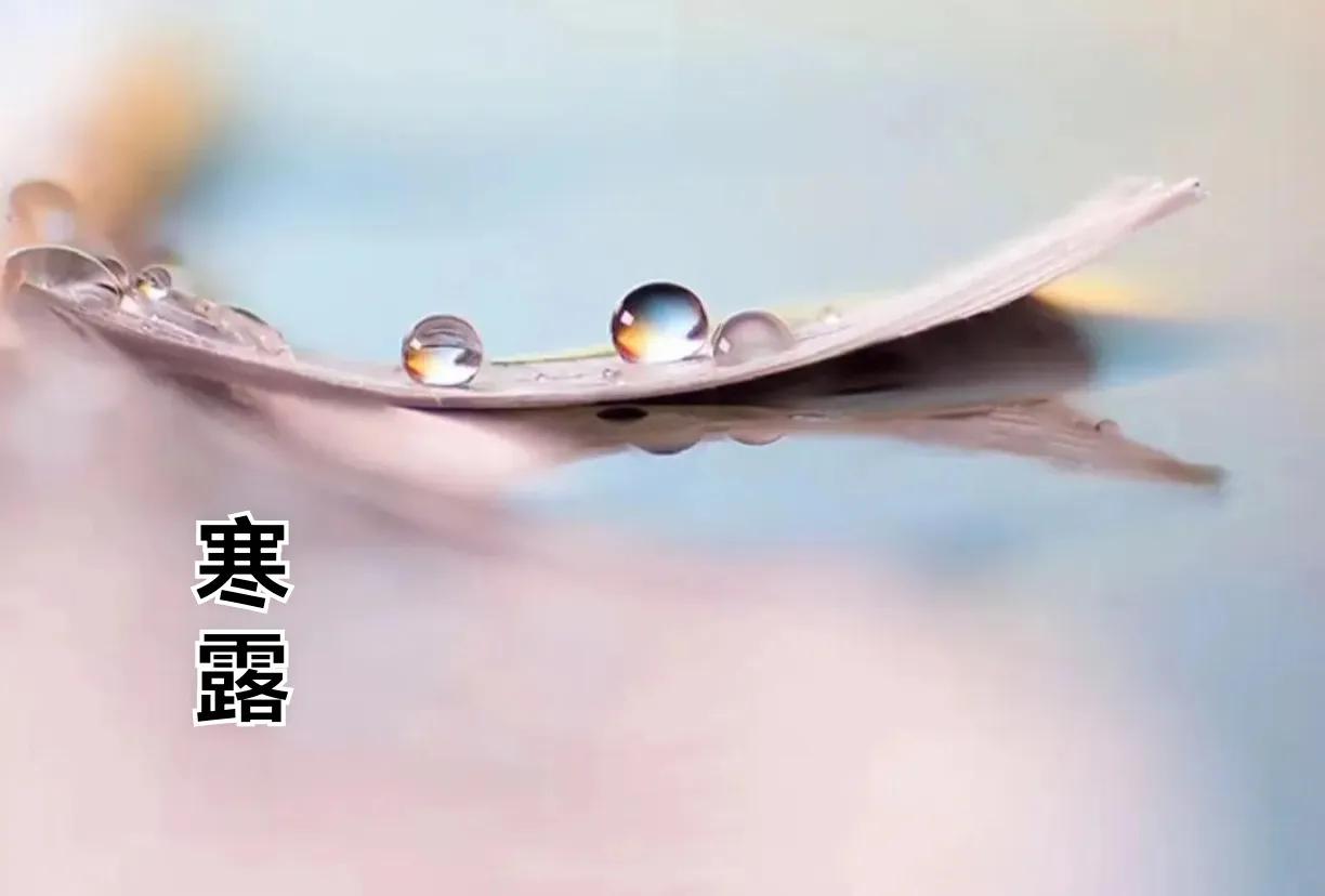 七律·寒露

人间九月野萧萧，残叶枯技一夜凋。
秋淡秋浓秋向晚，露寒露白露生宵。
