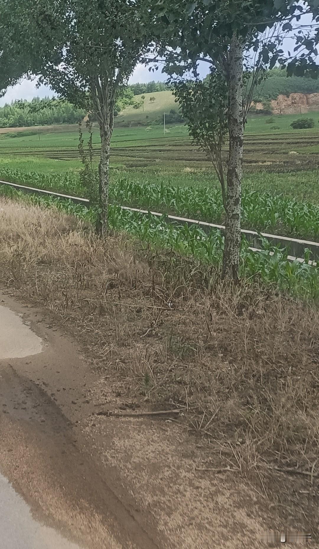 经过这些年的治理，环境越来越好了，卫生条件越来越好，绿化的环境也越来越好，但是有