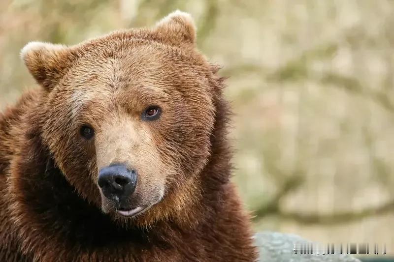 日本今年的“熊害”简直太疯狂，已经蔓延全境。截至10月30日，2025财年就有1