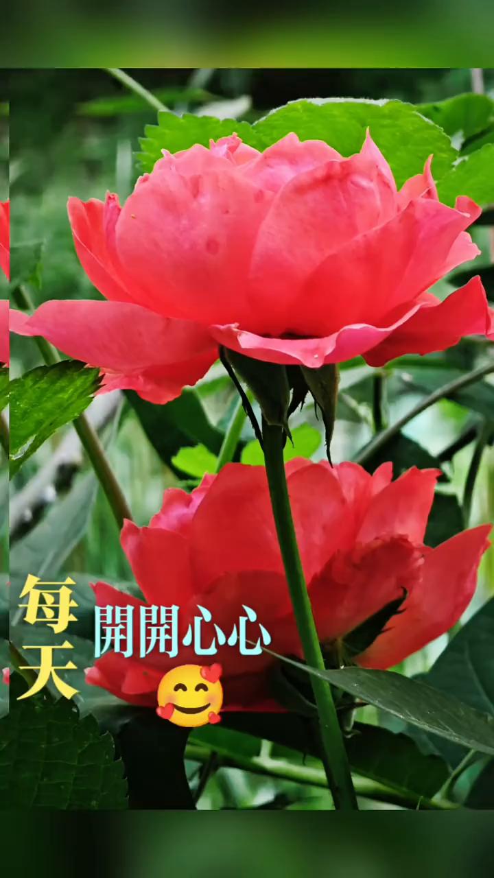 每天开开心心拍拍，不必在意点赞、评论多少，宁静、笑脸一切都很美好。日常拍拍每分，