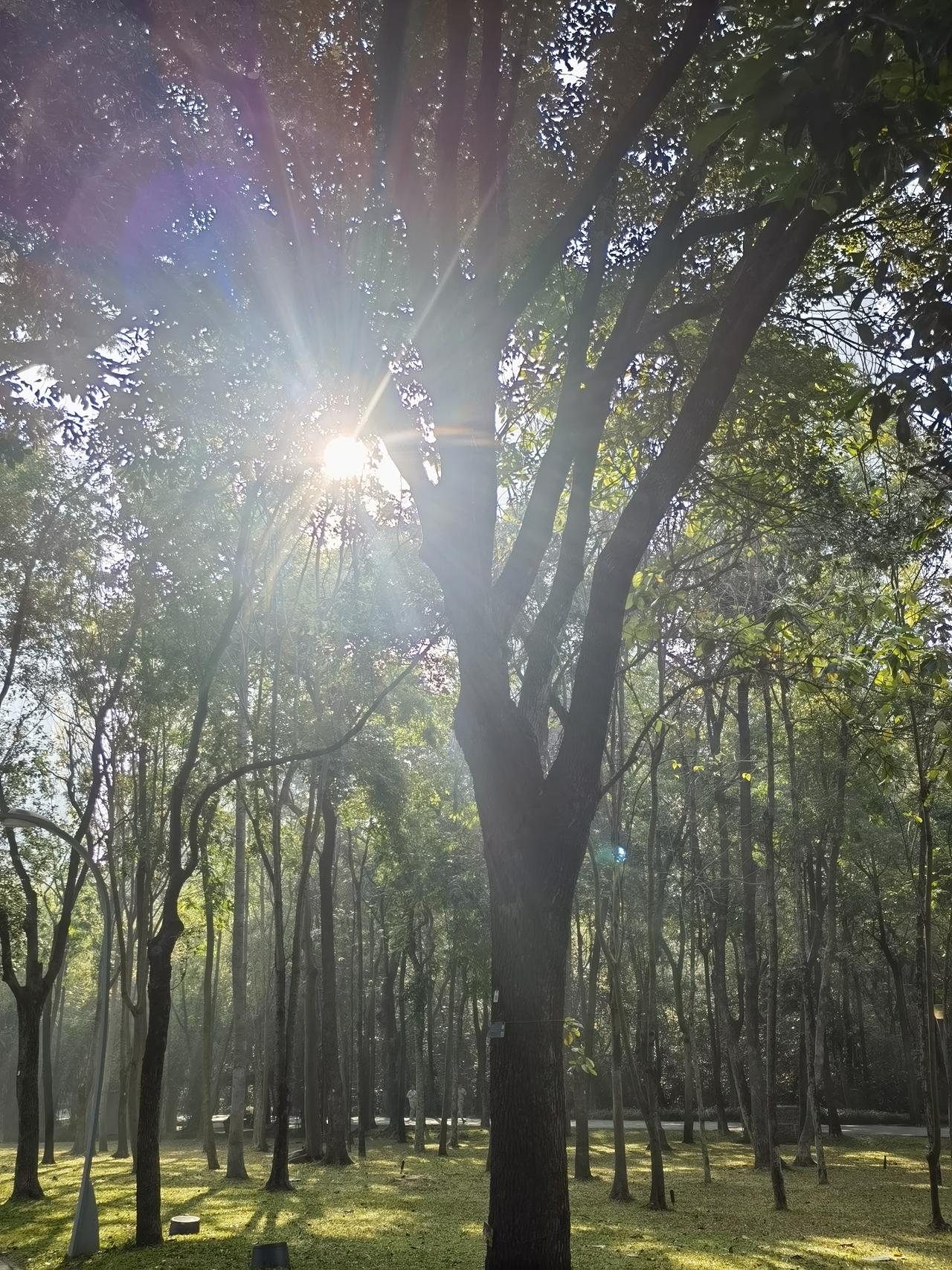冬去春来，梅花隐去。
只为报春，梅不争春。
七律《咏 梅》
玉骨冰肌立寒冬，
孤