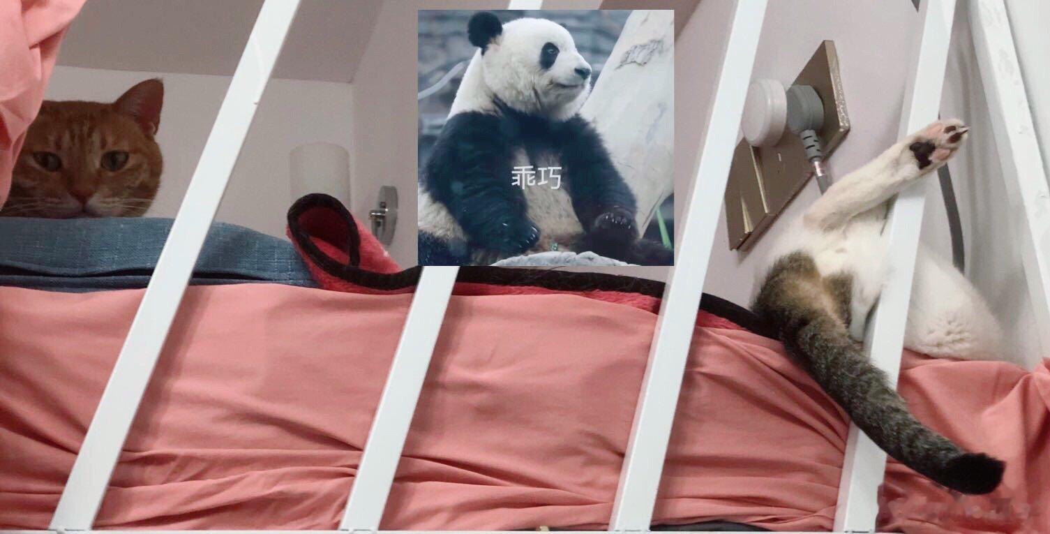 打招呼🙋#萌宠那些事[超话]# ​​​