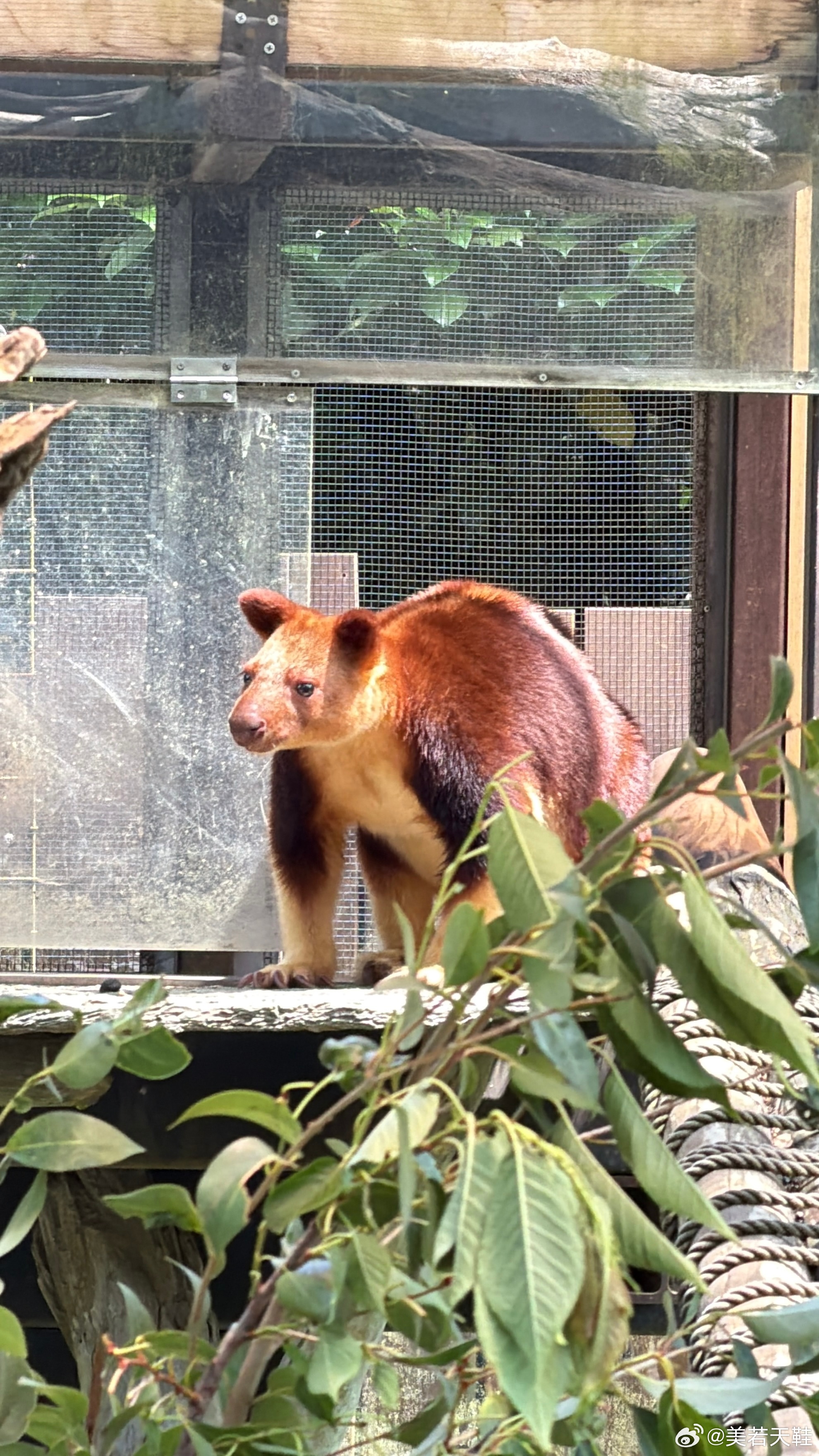 见到树袋鼠了 日本·横浜市立よこはま動物園ズーラシア