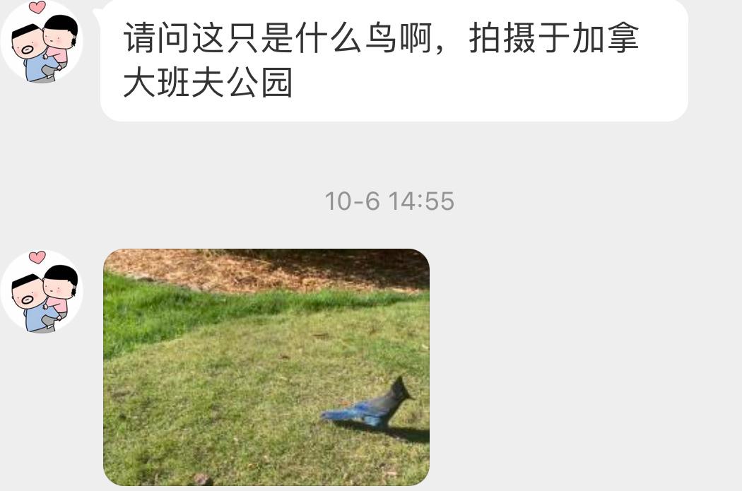 #鸟粉投稿# 蹦蹦跳跳的【暗冠蓝鸦】背着手在溜达 ​​​
