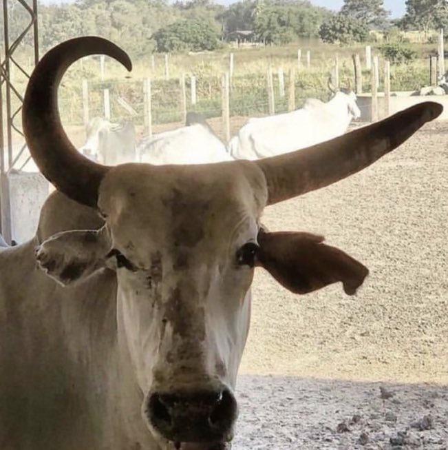 这头名叫尼科斯的牛长着一对形状奇特的角，看起来像耐克标志。照片在Reddit上引