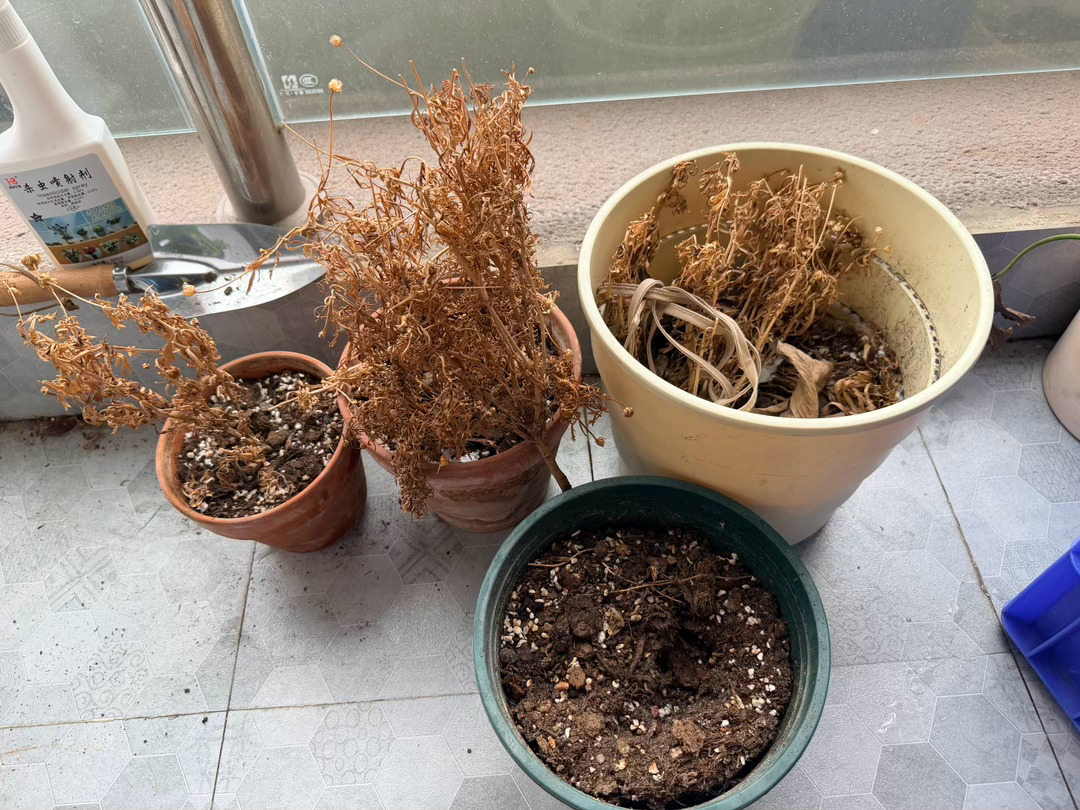 这玛格丽特每年都种每年都死，真的是晚浇一次水就死给你看。再也不养了 