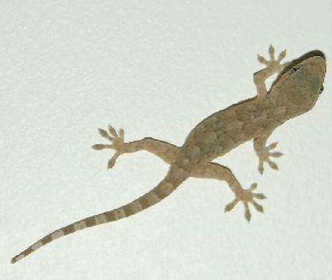 壁虎是蜥蜴里极少数会叫、而且叫得挺频繁的种类，很多人住楼房、夜里都听过，只是不知