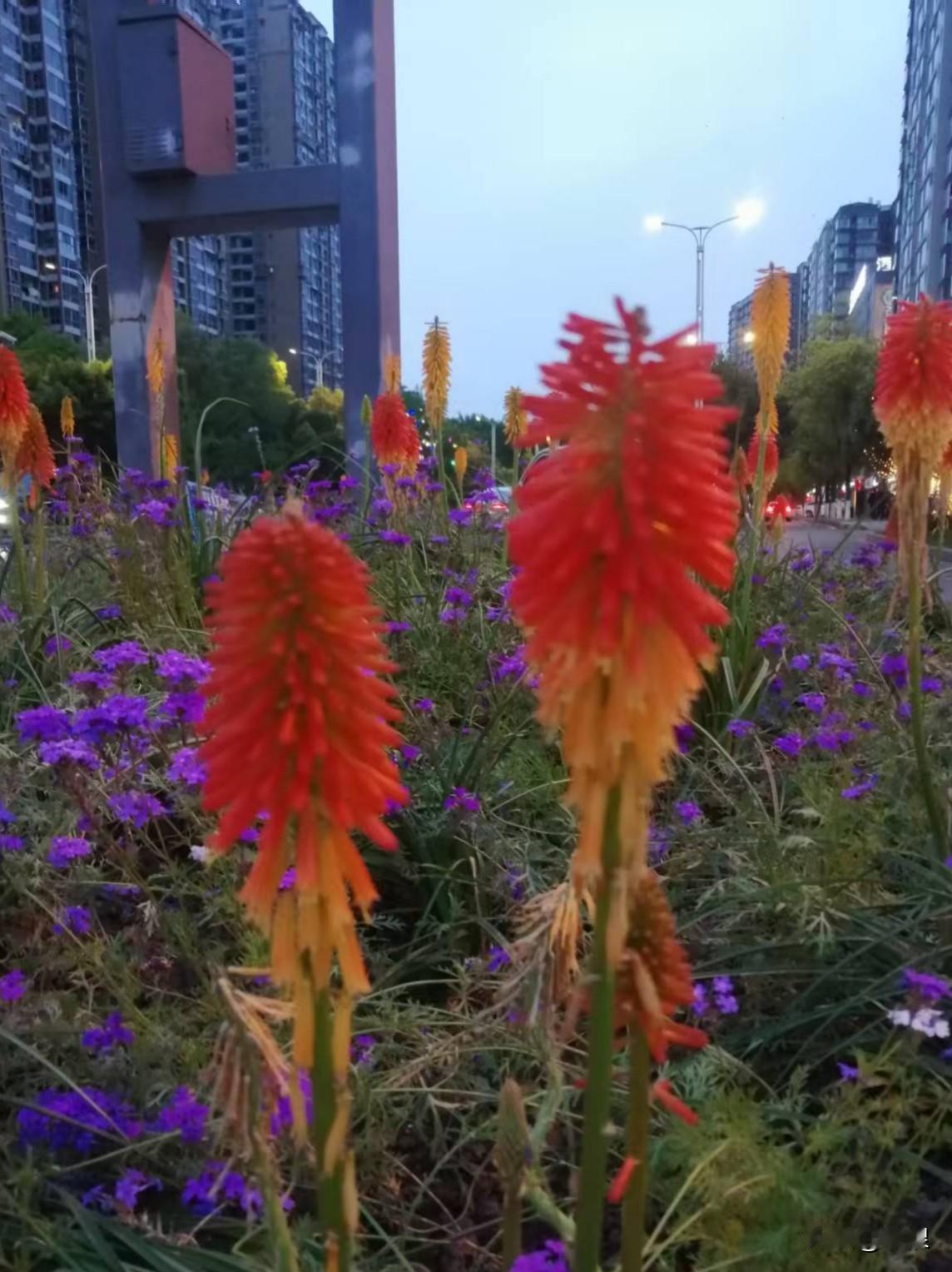 自贡的街街硬是不一样

绿化的花花草草比公园还“高档”

好多大街的隔离栏上  