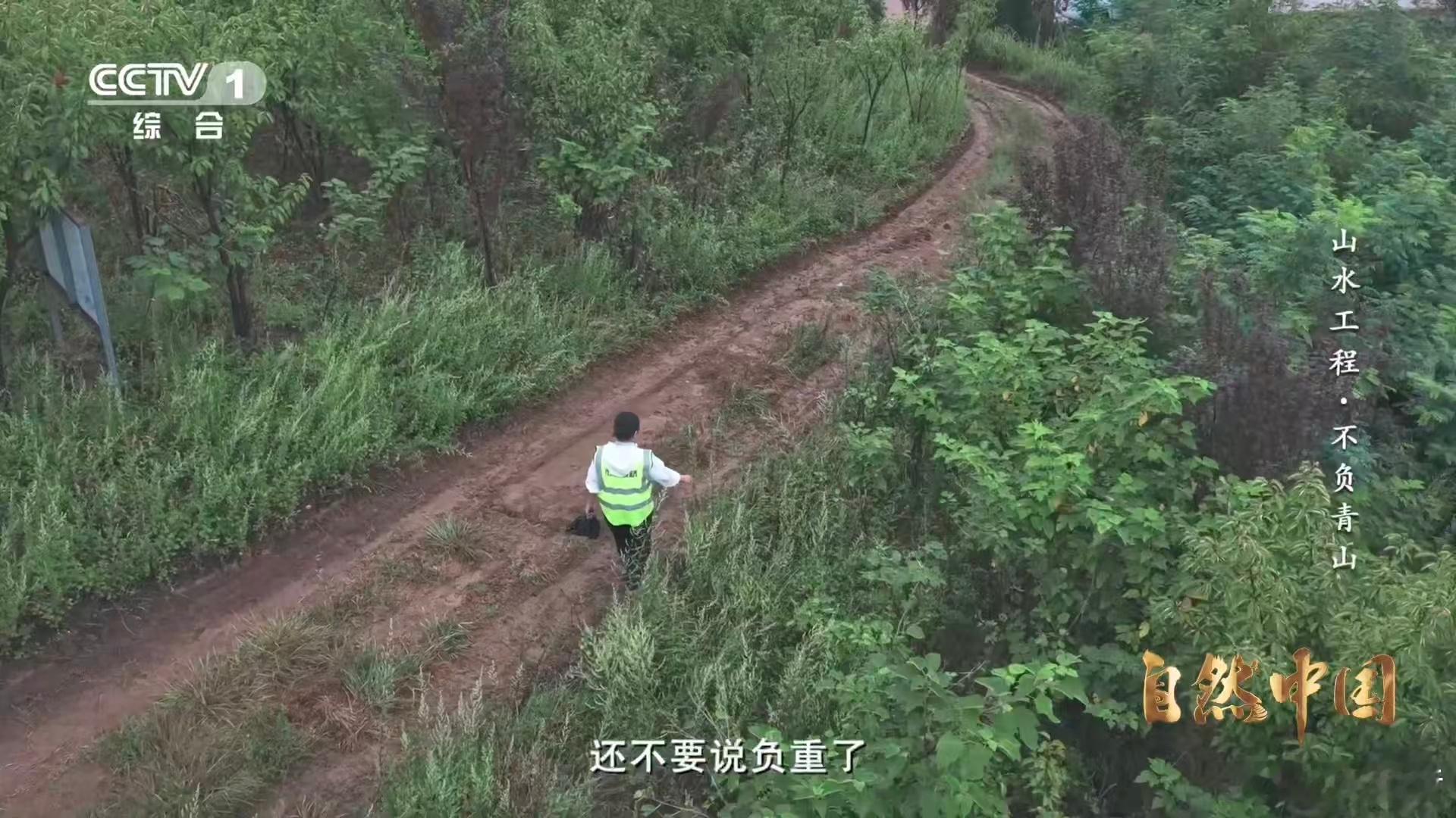 秦岭深处树在天上飞树苗坐无人机空降 科技赋能生态建设，秦岭深处上演树苗空降奇景！