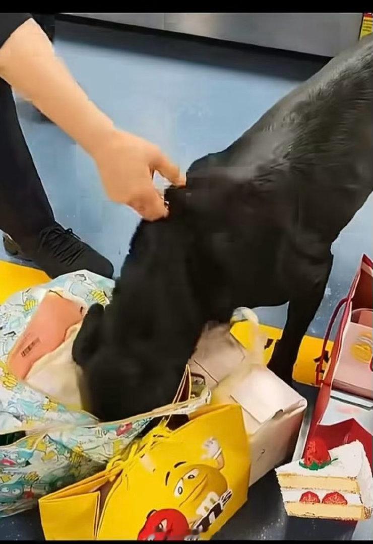 韩国机场缉毒犬吃掉可疑蛋糕 狗狗没事吧我的天 