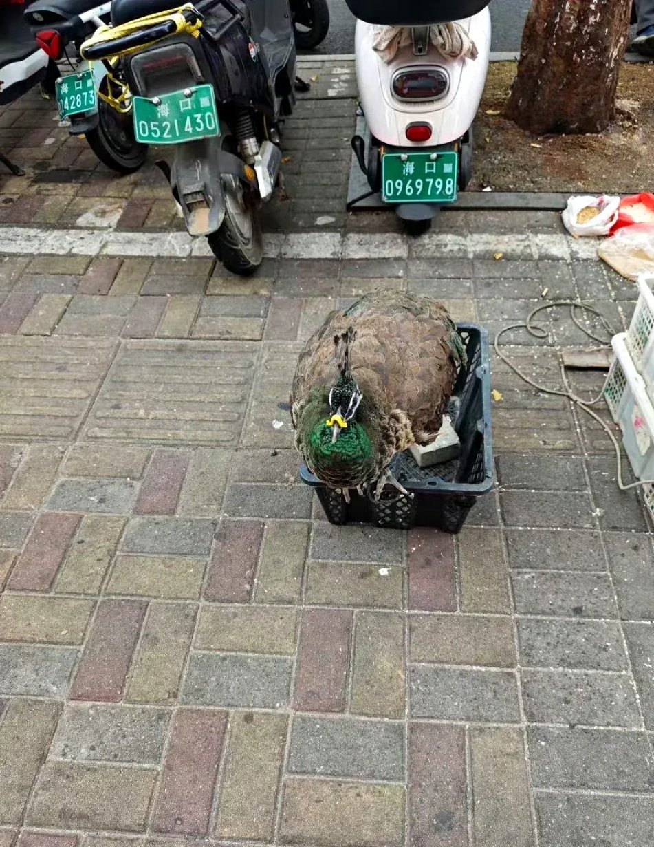这是孔雀的崽，原来小时候长这样 
