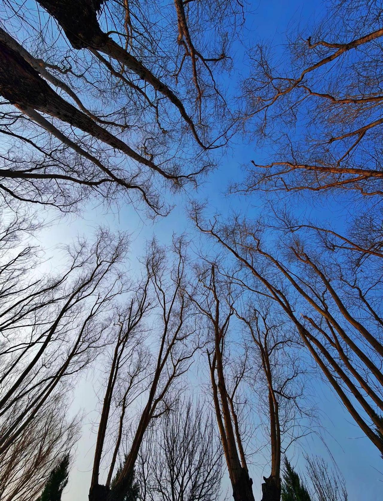 听说树杈配上这个音乐会火！树杈子 音乐 树杈配音乐