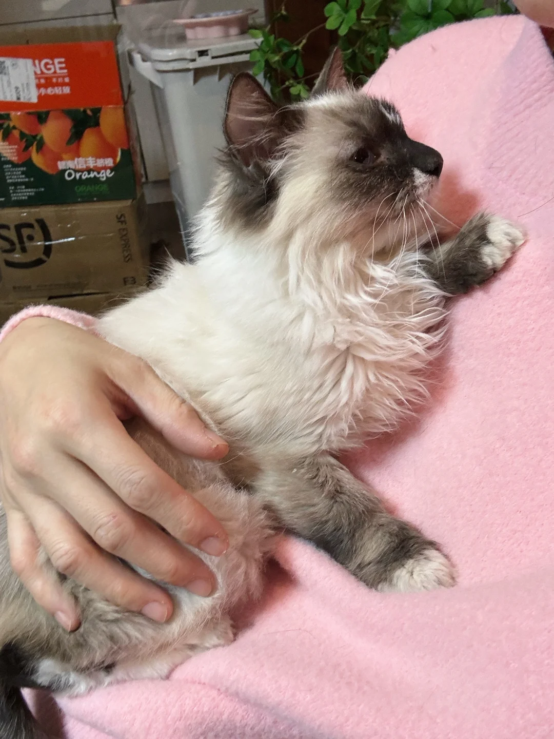 小布太会撒娇了，一直霸着铲屎官