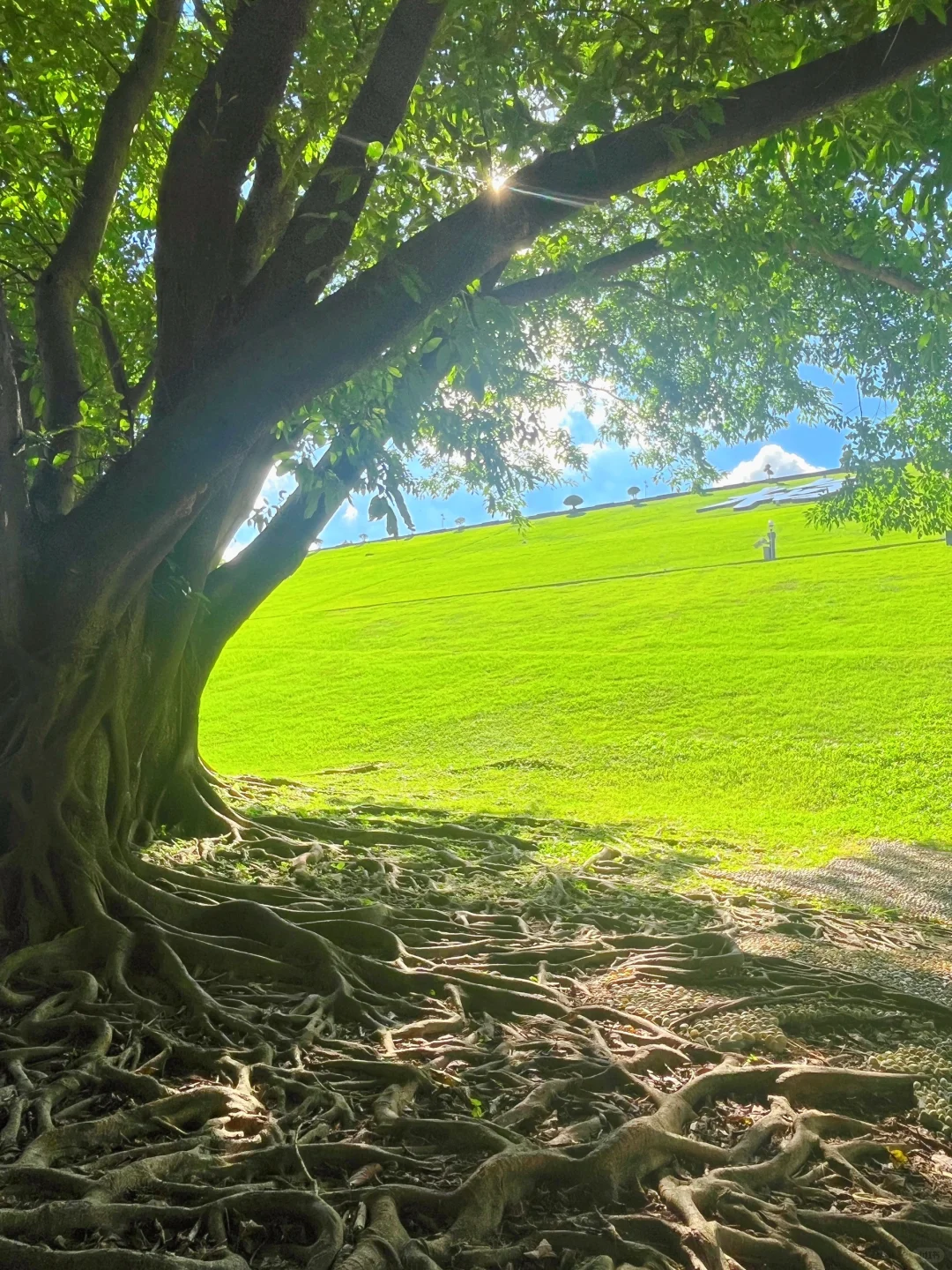 深圳📸｜福田这棵树太治愈了，妥妥的去班味～