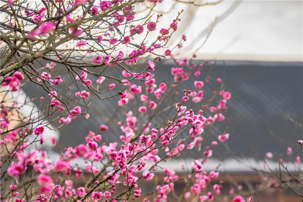 庄子《天地》之十二

有间，为圃者曰：“子奚为者邪？” 曰：“孔丘之徒也。” 为