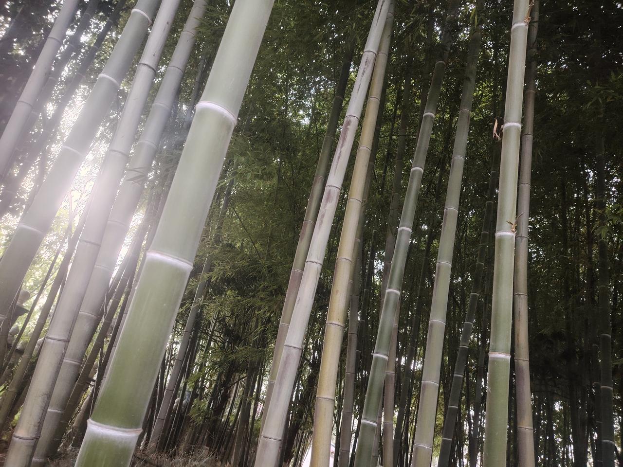 随手拍下初夏美景毛竹生长在南方。而在我们河南，也长势非常漂亮，气势壮观。