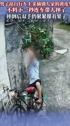 男子偷摘黄皮连人带车摔倒，摔惨了还紧攥果子不放
眼下黄皮陆续成熟，挂满枝头看着诱