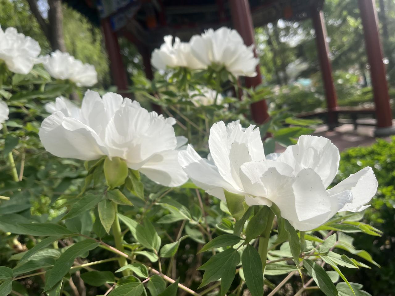 这个春天，我拍了许多花朵的照片。樱花、海棠、玉兰、梨花、牡丹、紫藤……

今天花