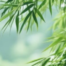 0000涩兔哼雨薄 水培竹子的步骤和注意事项：1.选择适合的容器：选择一个透明的