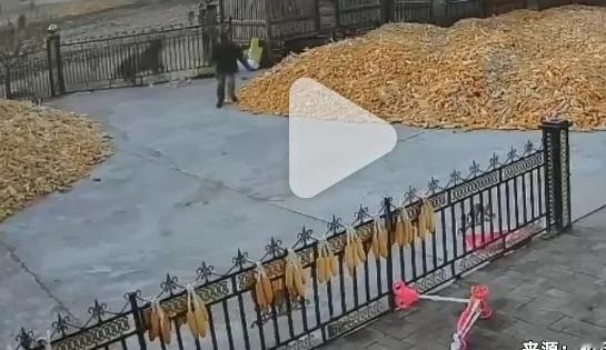 黑龙江七台河勃利县有老虎进村，已有人被咬伤！
这老虎是真凶猛，且没有一点礼貌，不