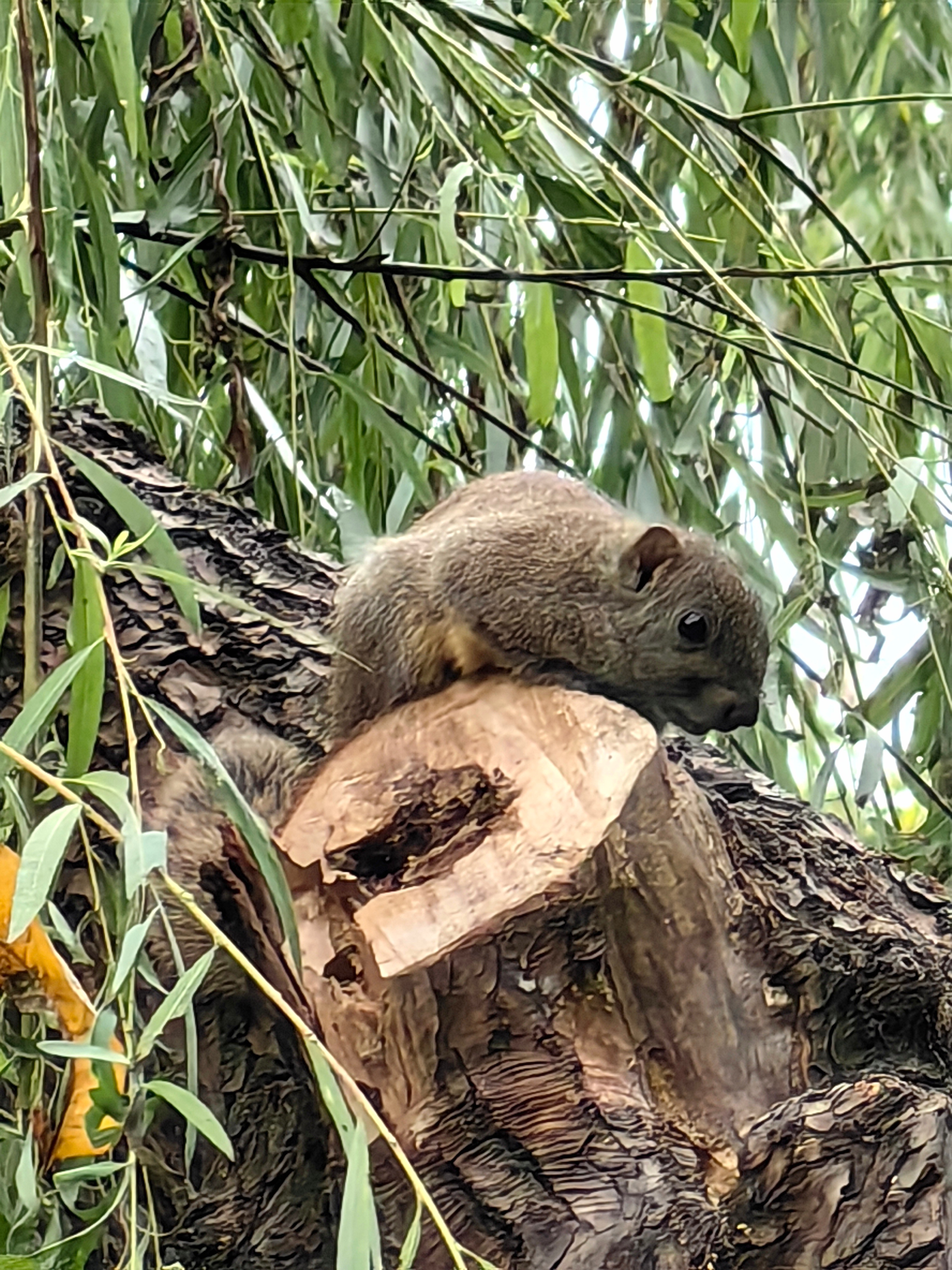 这是什么动物啊？在树上咳嗽的意思，发出声音。发现了，照一张求问——很不像松鼠🐿