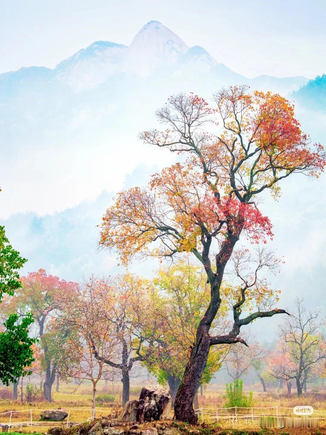已经错过川西草原的花海，难道又要错过秋日彩林的绚烂？我这忙碌而虚度的牛马人生啊！