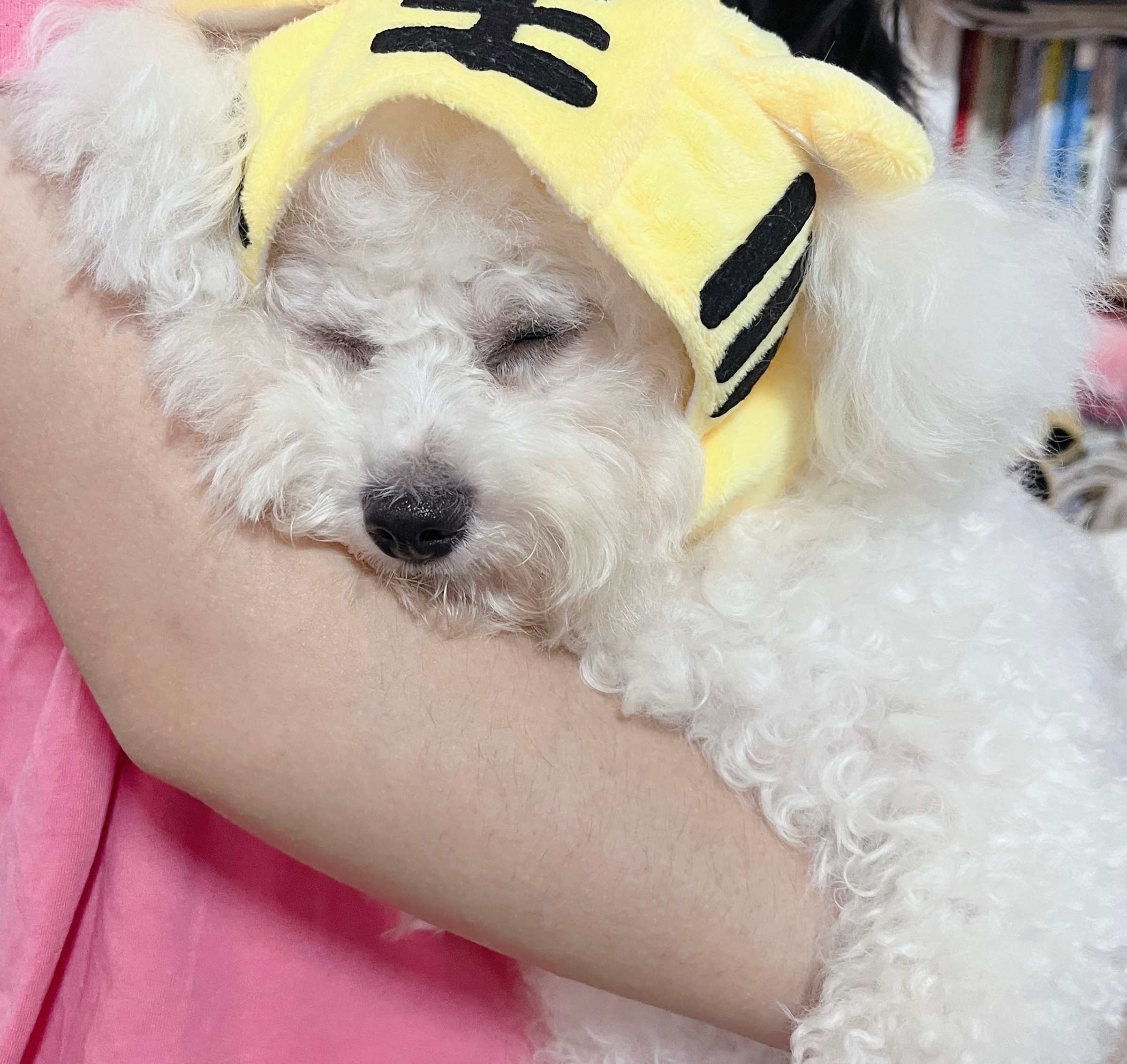 我用外婆的视角给她们拍了照[doge]想给它修剪一下嘴毛的，怕毛毛乱飞就没剪 ​