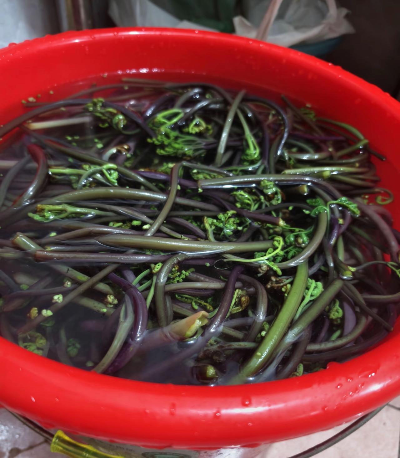 我是在农村长大的，蕨菜从小就吃。有些朋友说我不认识蕨菜，吃错了都不知道，还有人说