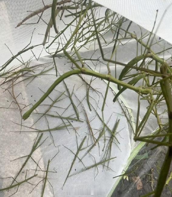 竹节虫 啊？不是？你跟我说这是竹节虫？不是竹子？？好恐怖！[淡淡的] ​​​我直