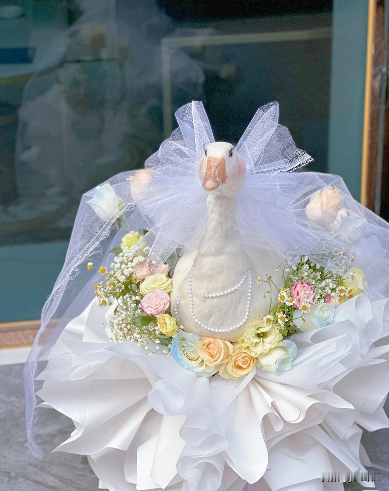 为什么都在包大鹅花束？
又涨见识了，
据说送大鹅的寓意很特别：
智者不入爱河，铁