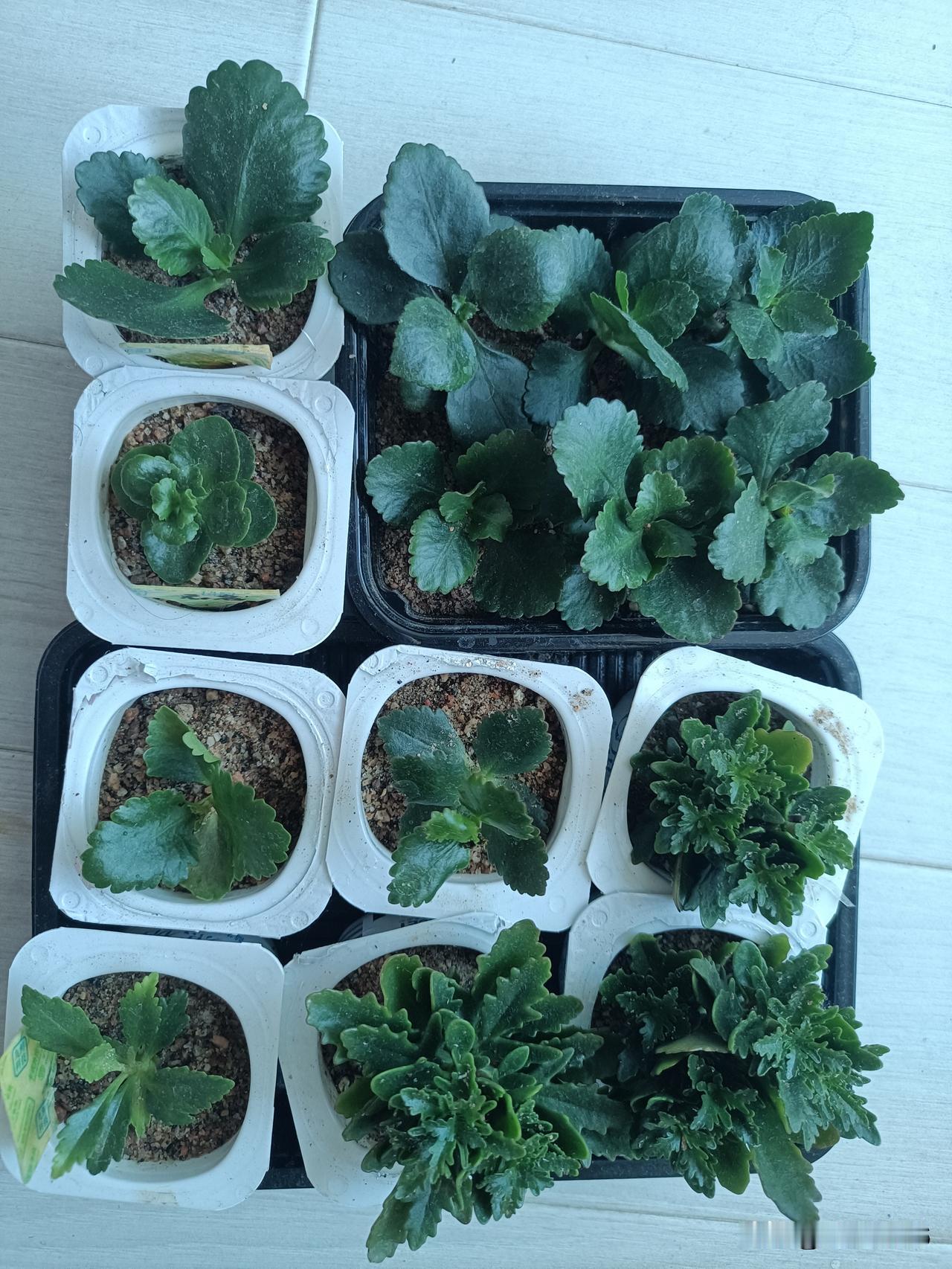 多年养长寿花的实践，我的体会是用河沙扦插成功率比较高。就是用装修时的那种粗砂，因