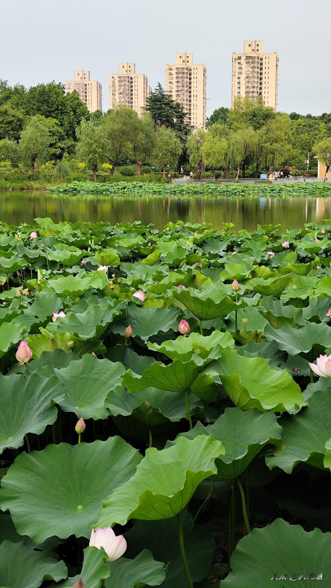 你会晒出夏日氛围感吗夏日蓝色的天空没有一丝云彩，湖中荷叶翠绿如盖，荷花缤放着美丽