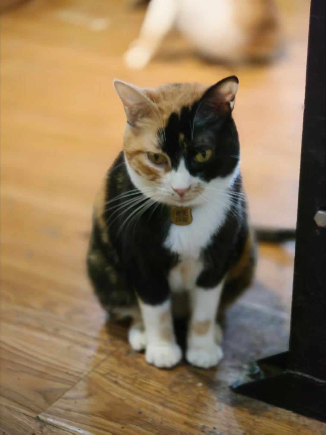 救助群里的猫猫，这个爪爪爪控有福了，高筒雪地靴