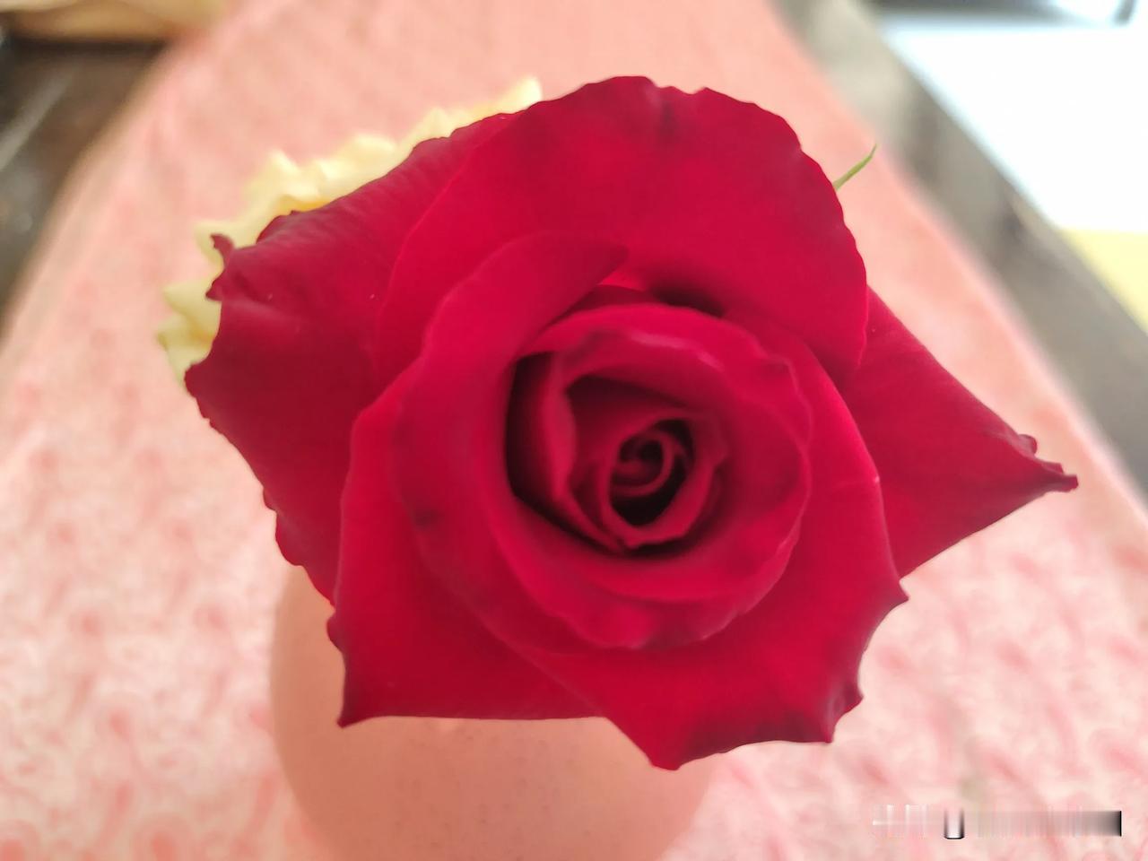 玫瑰换土换盆后虽出嫩芽新叶 但距离开花应该还需要点时日吧，明天加点营养肥，即将步