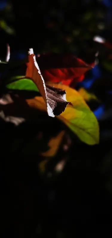 上联:春来花满树，诚邀下联秋到树叶空