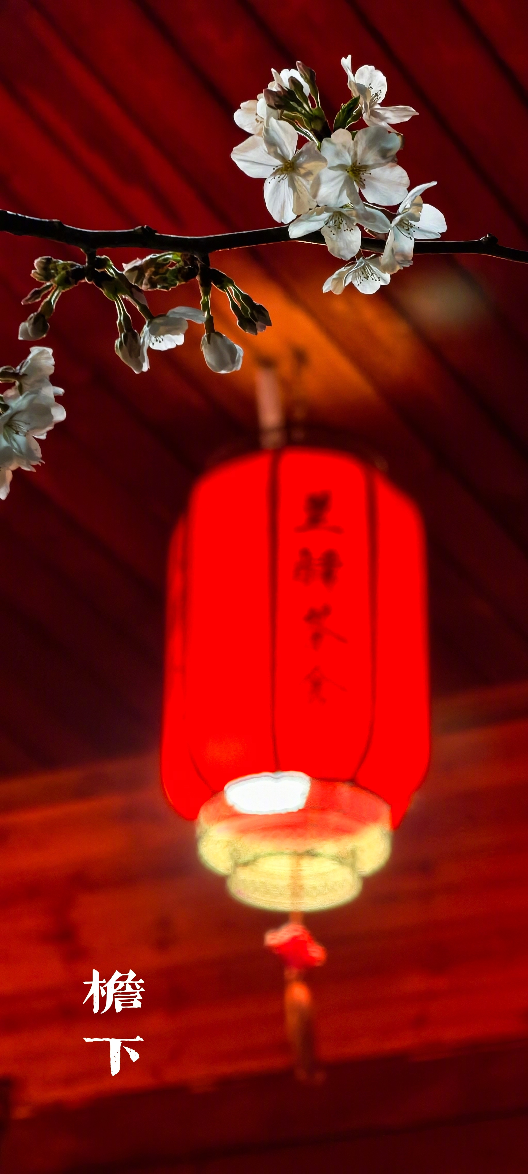 【心在旅行】   檐下红灯暖   枝头素花开……………………………… 