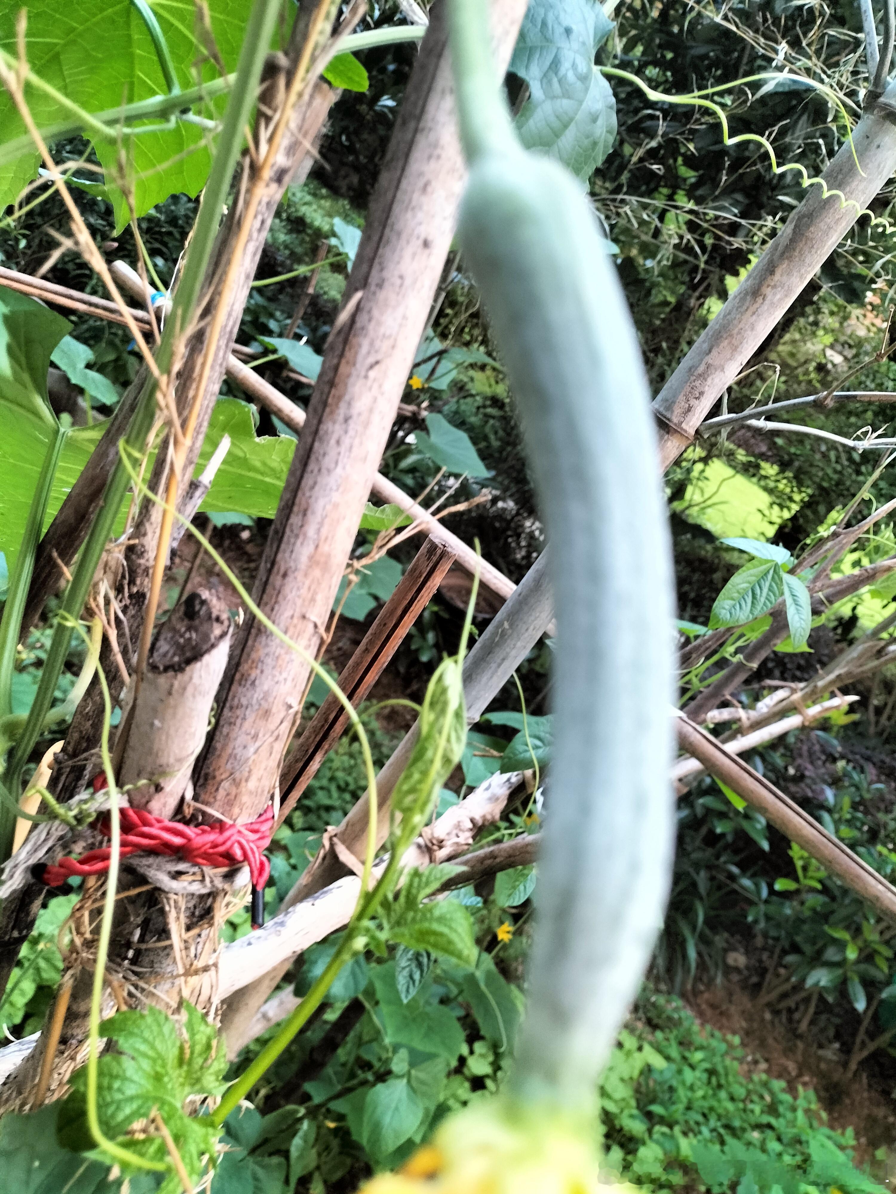 感觉南方不错夏天到了，花开了瓜也熟了咱们晚上去骑车吧沙尘暴怎么还去了哈尔滨以前不