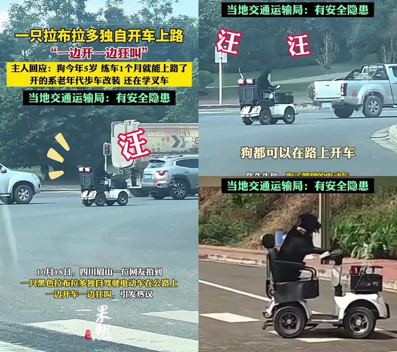 家人们，见过开电动车还“路怒”骂人的狗吗？

四川眉山这只黑拉布拉多火出圈了