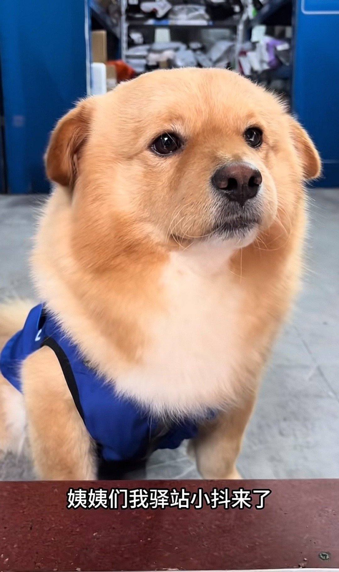 这只驿站小狗看起来真是眉清目秀✧٩(ˊωˋ*)و✧ 