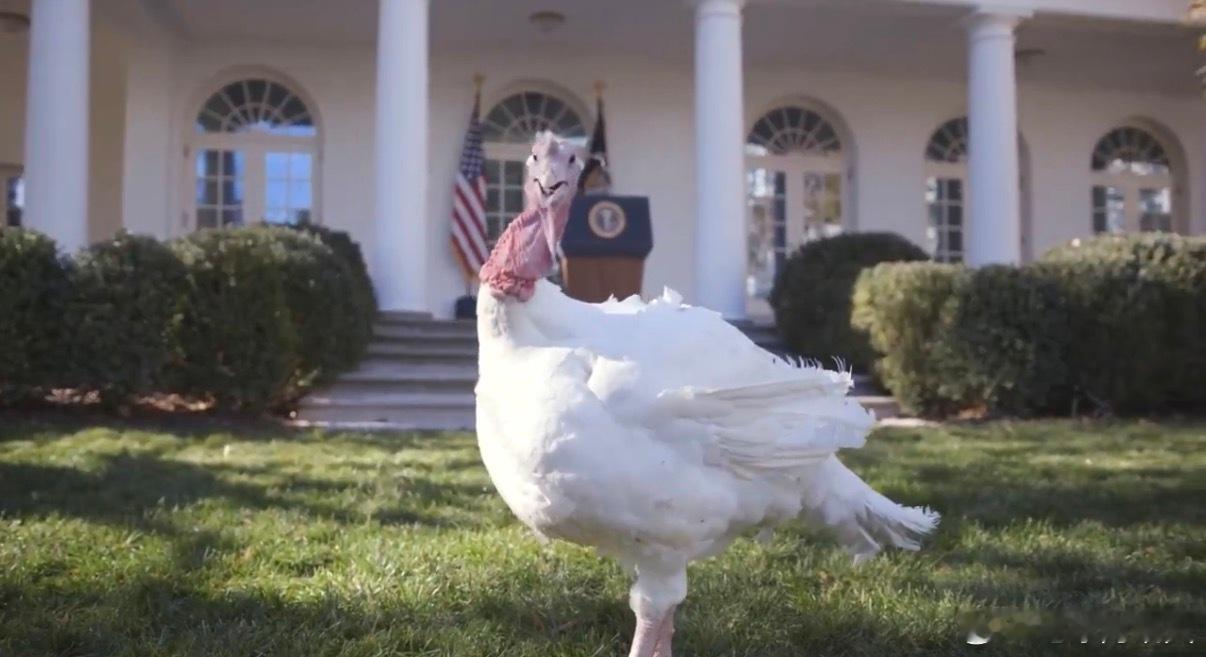 🦃一年一度的总统火鸡赦免仪式即将到来！