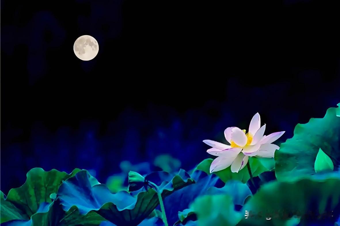 上联：芙蓉弄水淡溪月
下联：有请雅士[玫瑰][玫瑰][玫瑰]