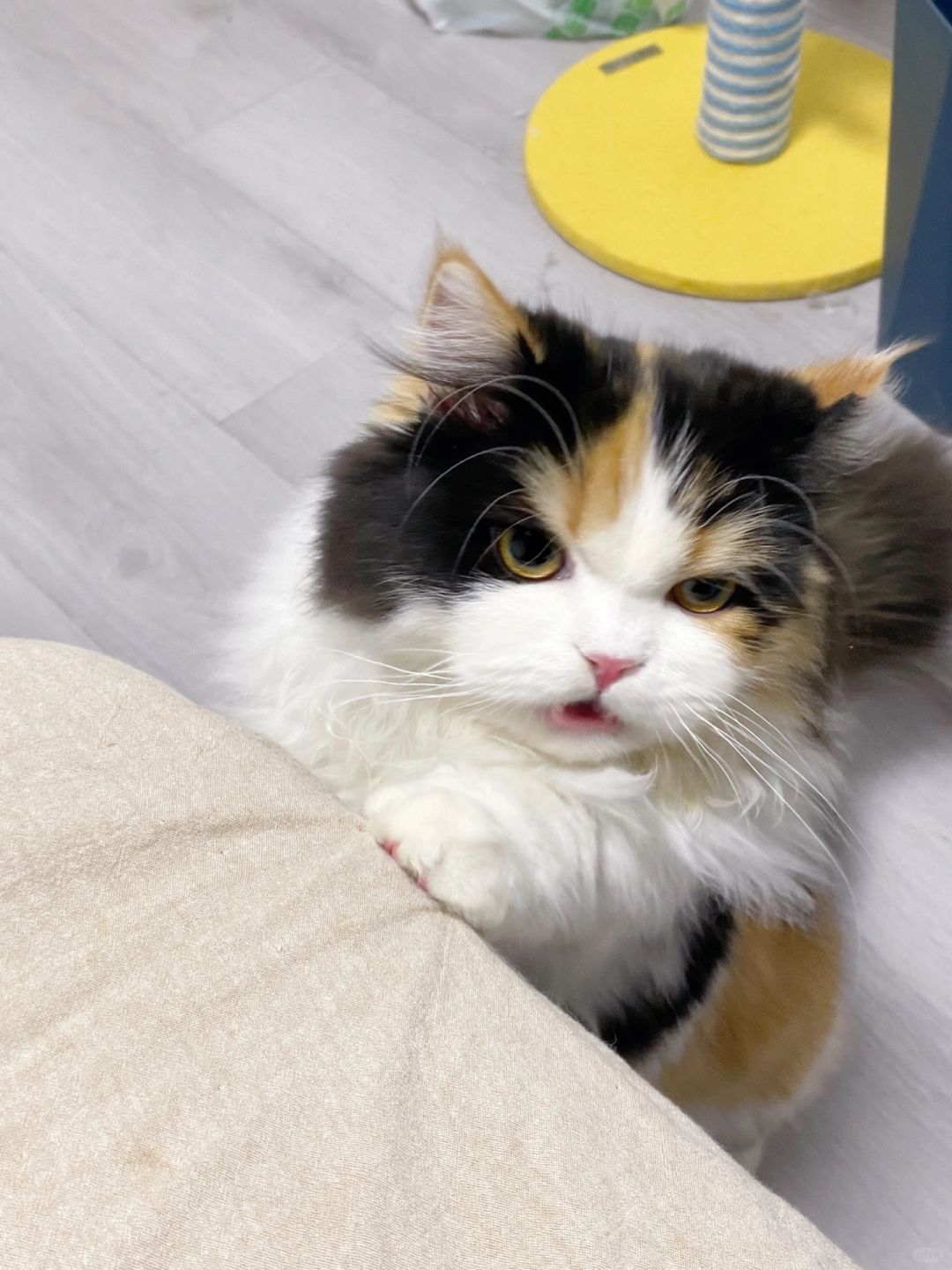 听说有人说我是小猪？说话
