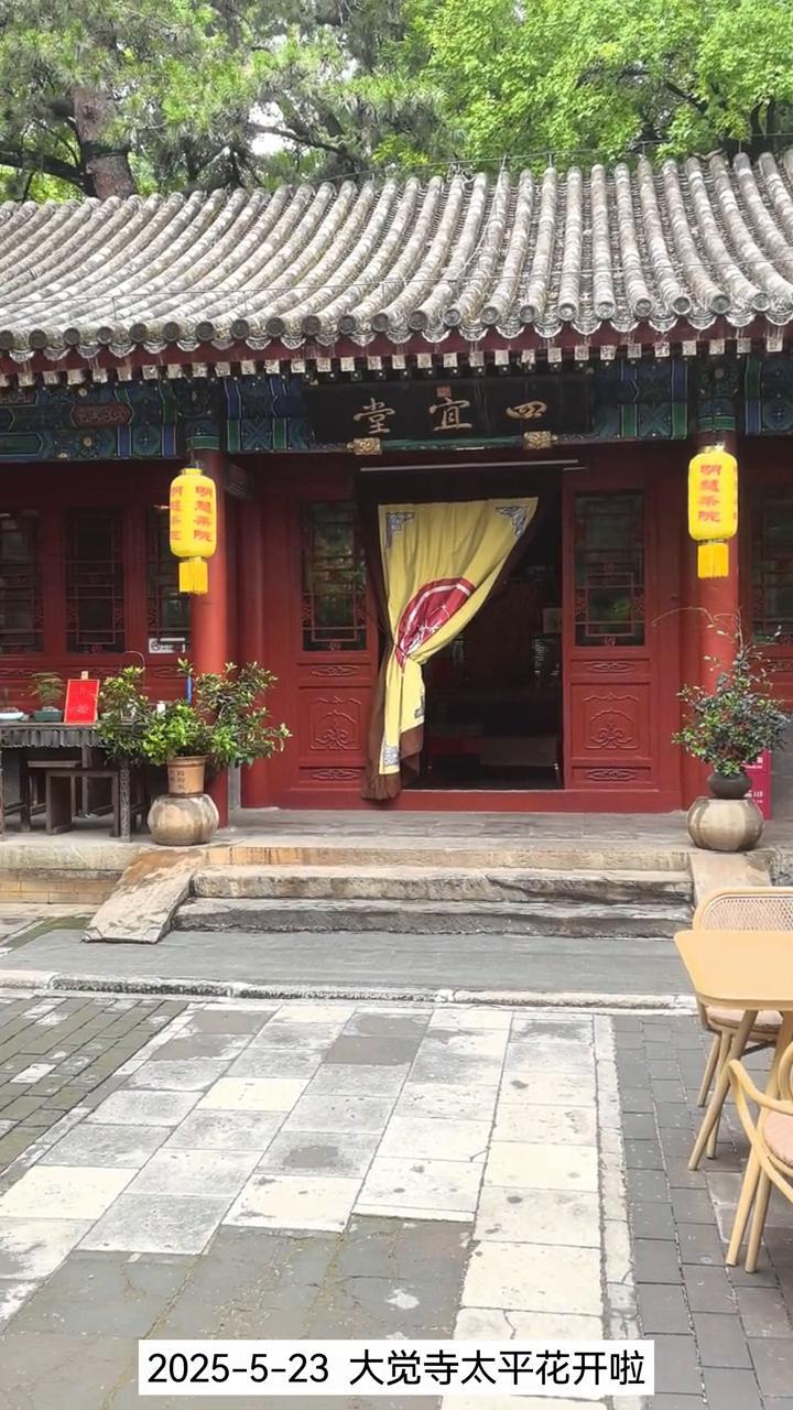 2025-5-23大觉寺太平花开啦。